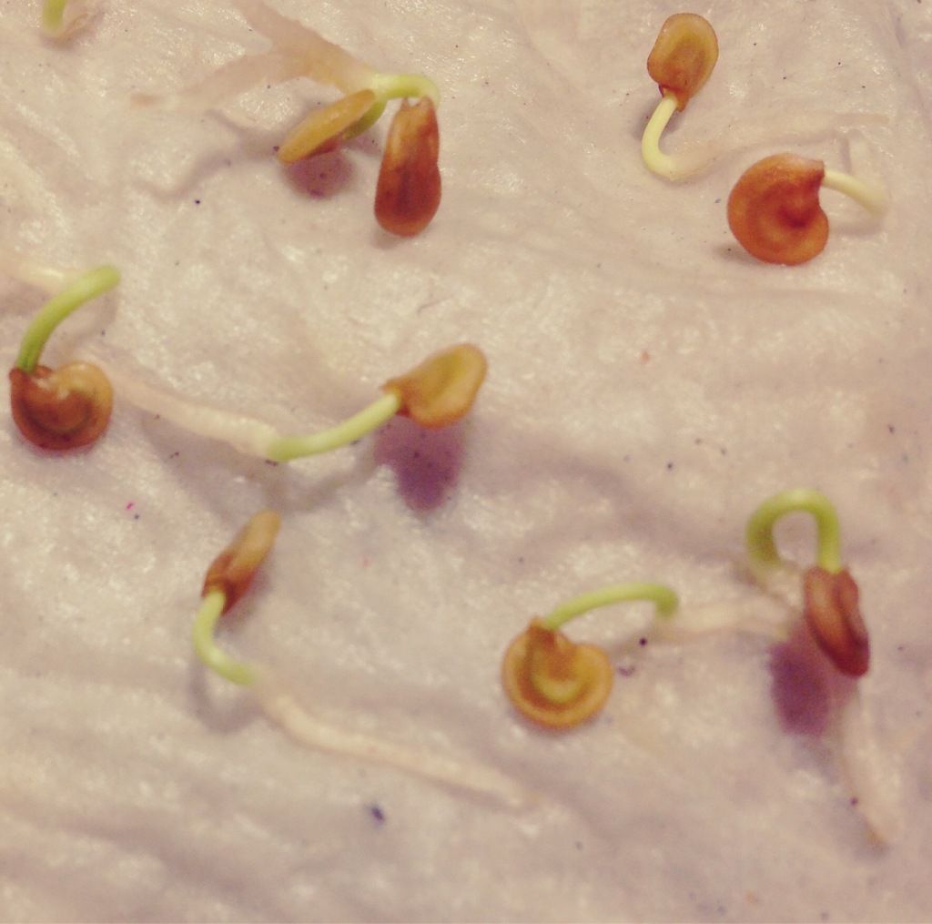germinated-chilli-seeds.jpg